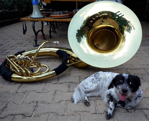 jazz_dog.jpg